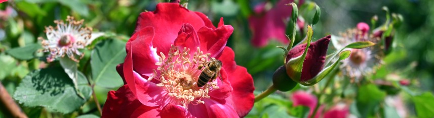 © Agnès Grapin - Institut Agro, Angers)